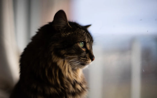 Mue du chien et du chat : bien brosser pendant la saison des poils