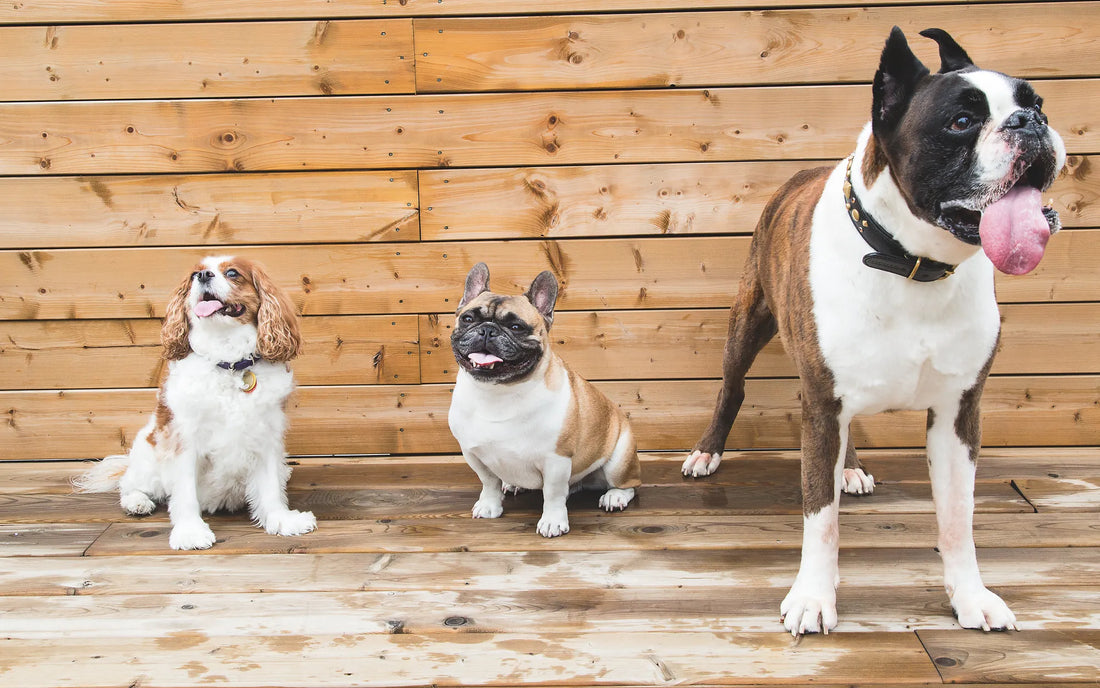Promener deux chiens à la fois sans s'emmêler