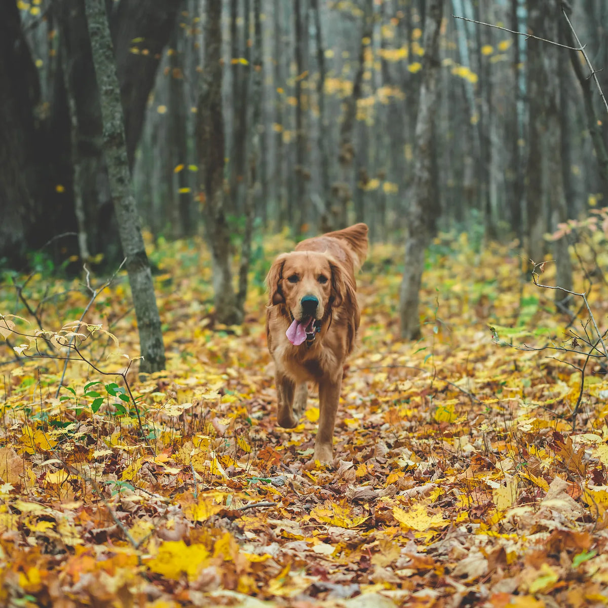 Chien qui trotte dans un sous-bois en automne