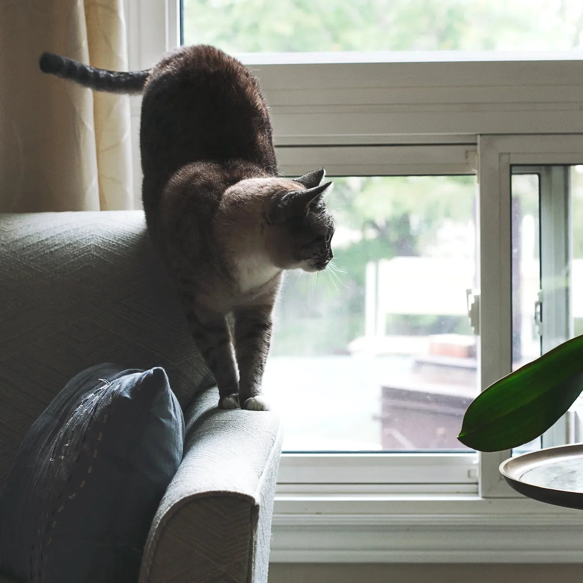 Chat installé sur le dossier d'un canapé près de la fenêtre