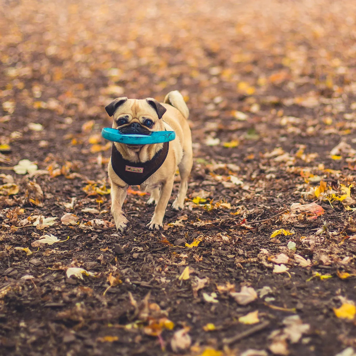 Petit chien qui rapporte son jouet dans les feuilles