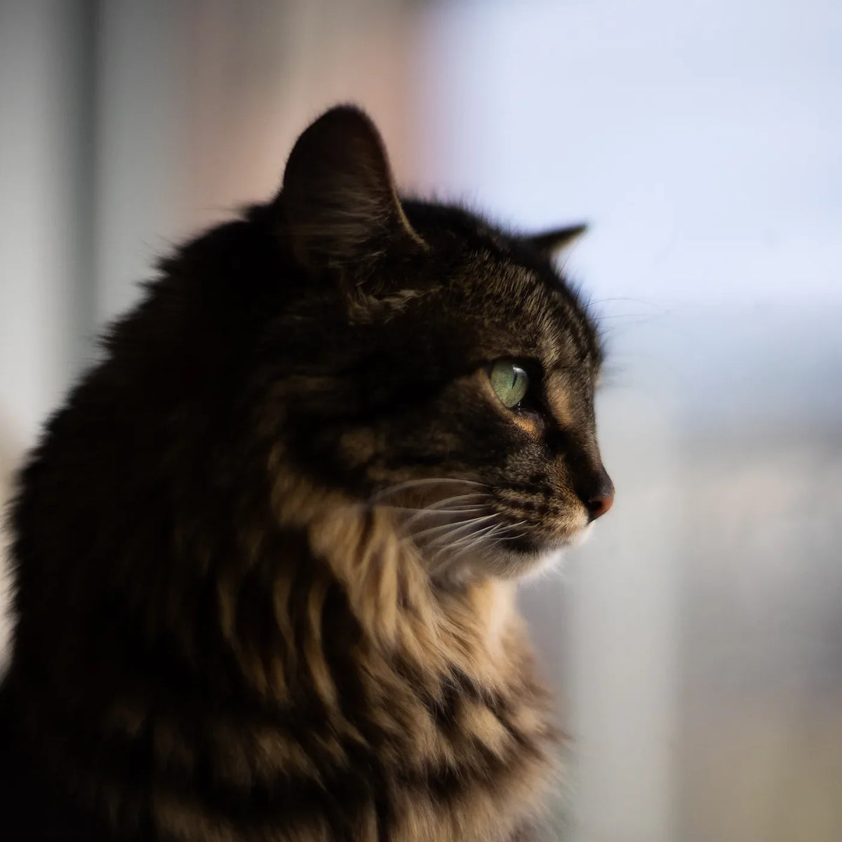 Chat au poil long, de profil